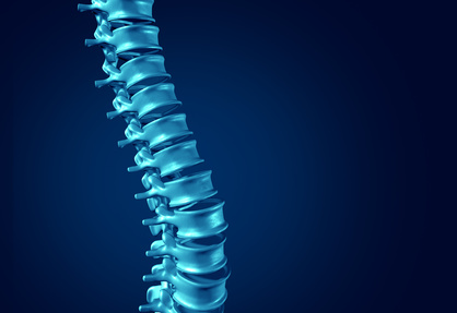 spine bone