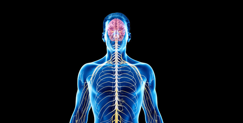 A blue 3D rendering of a man's nervous system. The rendering shows a main nerve point running from the brain, which branches out into systems that run throughout the arms, torso, and legs.