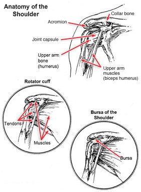 Shoulder Instability - Physical Therapy