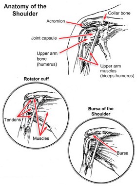 Shoulder