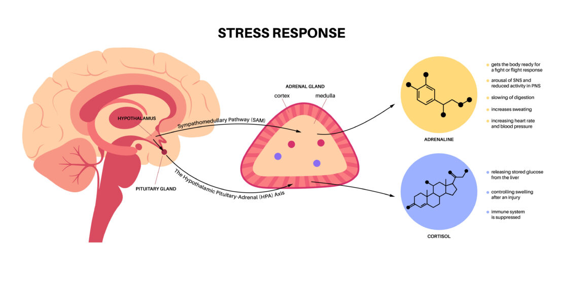 An illustration, titled "Stress Response," that shows how the brain and the adrenal gland are connected. The diagram shows that when the sympathomedullary pathway (SAM) is activated, it causes the adrenal gland to release adrenaline, which gets the body ready for a fight or flight response, causes arousal of SNS and reduced activity in PNS, slows digestion, increases sweating, and increases heart rate and blood pressure. The diagram also shows that when the hypothalamic pituitary-adrenal (HPA) axis is activated, cortisol is released, which releases stored glucose from the liver, controls swelling after an injury, and suppresses the immune system