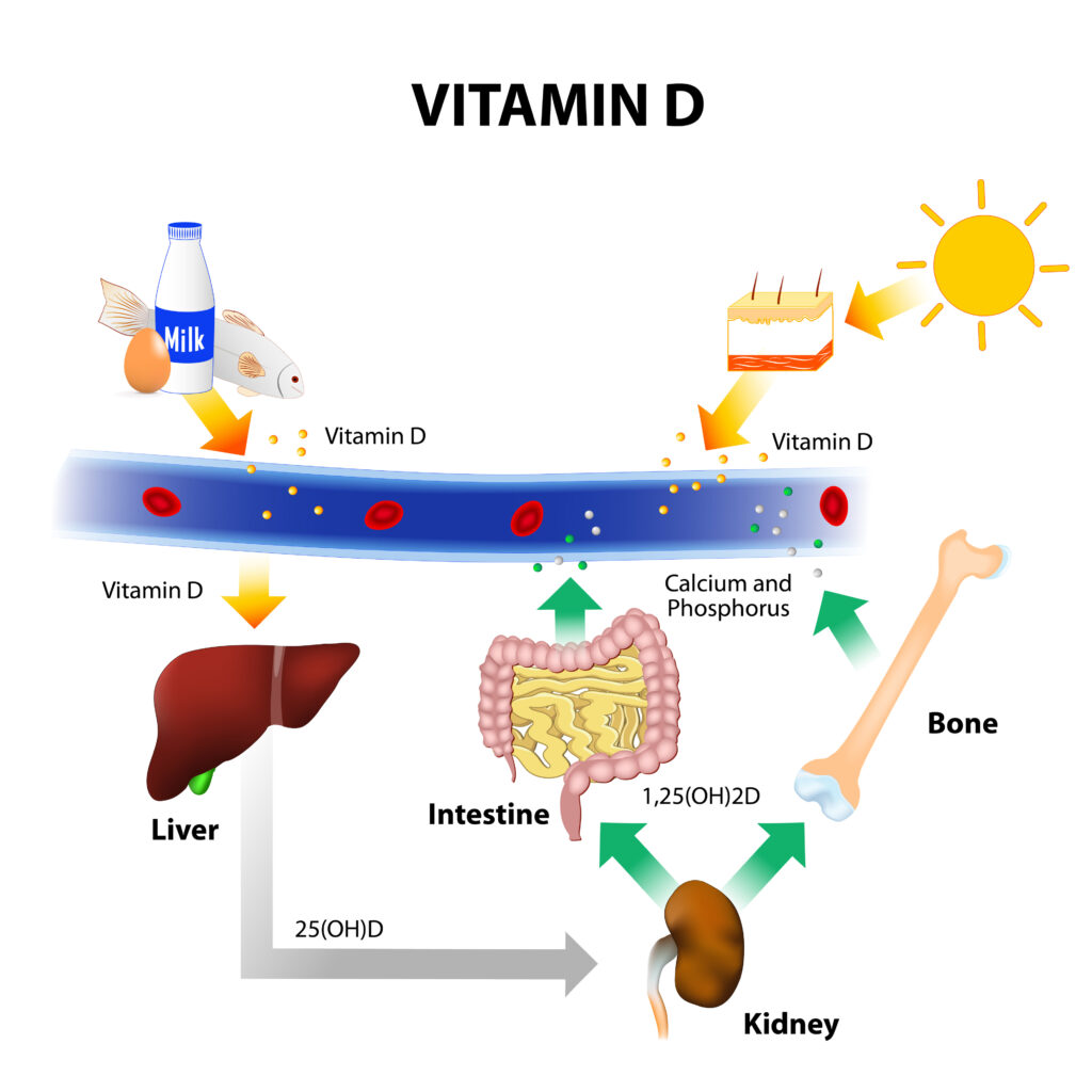 An illustrated diagram of how vitamin D is absorbed and processed through the body. There are two primary sources of vitamin D in this diagram: food (milk, eggs, and fish) and sun. When Vitamin D enters the blood stream, it's processed by the liver and transferred to the kidney as calcifediol, a hormone. Once in the kidney, it's transferred either into the intestines and back into the bloodstream or transformed into calcium and phosphorus in the bones.