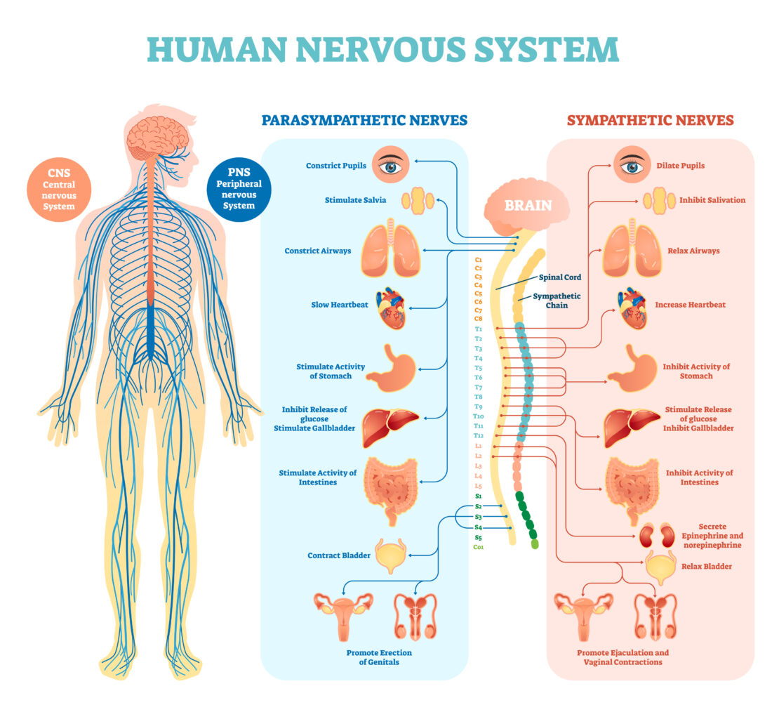 An illustrated diagram breaking down the parts of the human nervous system. The chart is titled "Human Nervous System." The left-most diagram is of a human body, showing how the nerves run throughout the body. Next to this illustration are two bubbles. One peach-colored bubble titled "CNS Central nervous system" and a blue bubble titled "PNS peripheral nervous system." Next to the human body illustration are two charts, one blue and one peach. The blue chart is titled parasympathetic nerves, which is associated with the peripheral nervous system. The chart shows what the nerves control, like pupil constriction, saliva stimulation, airway constriction, heart rate decrease, stomach activity stimulation, the the inhibition of the release of glucose, intestinal activity, and bladder contraction. The peach chart is titled 'Sympathetic nerves' and is associated with the central nervous system. The diagram outlines what these nerves control, such as pupil dilation, salivation inhibition, airway relaxation, heart rate increase, stomach activity inhibition, intestinal activity inhibition, and bladder relaxation. In the center of these two charts is an illustration nof the brain, spinal cord, and the nerve codes associated with the spinal cord. The two charts point to where each nerve type is located in the spine. For exapmle, three parasympathetic nerves that are located at the top of the spinal cord near the brain are responsible for constricting pupils, stimulating salvia, and constricting airways.